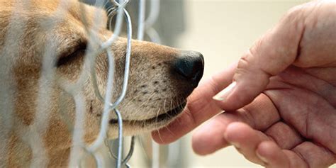 8 Reasons To Adopt A Senior Dog Animals Australia