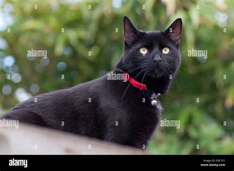 Black Cat Hi Res Stock Photography And Images Alamy