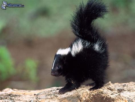 While related to polecats and other members of the weasel family. Skunks