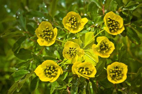 Beautifull Wild Yellow Mountain Flowers Stock Photo Image Of Flower