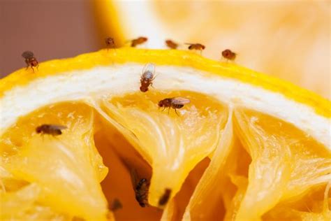 Buzzing Pests Unmasked Fruit Flies Vs Fungus Gnats Efi