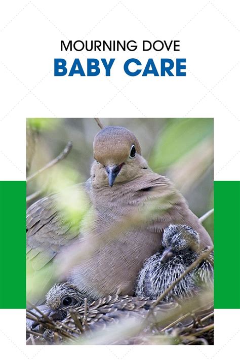 Baby Mourning Doves Caring For And Feeding Abandoned Dove Babies