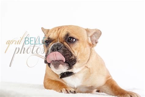 This little elf doesn't want to sit on a shelf. French Bulldog Puppies NYC