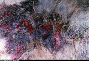 There are both bullous and nonbullous variant. Pyoderma in Dogs Explained. Pictures Care and Treatment