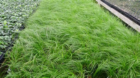 Carex Pensylvanica Oak Sedge Earthly Pursuits Inc