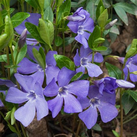 How To Take Care Of Periwinkle Flowers