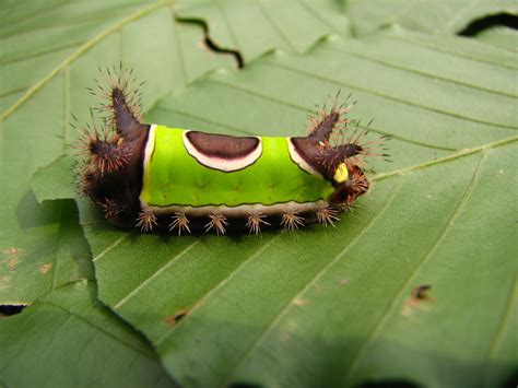 Saddleback Caterpillar Sibine Stimulea At Powdermill Nature Reserve