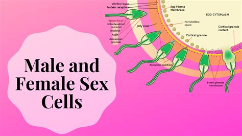 Female And Male Gamete Cells Called Sex Cells Science Trends Free Hot