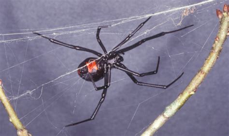How to kill black widow spiders black widow spider pictures for identification black widow spiders are not usually deadly, especially to adults, because they inject only a. General Household Pest Control Kit - Pest Control General ...