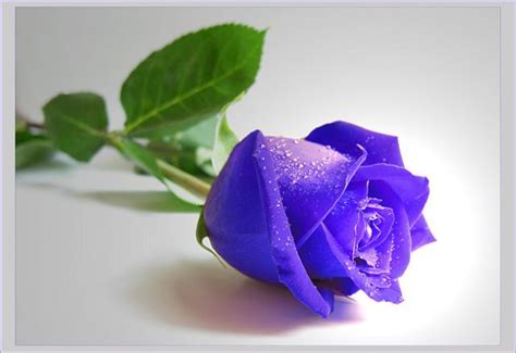 Beautiful Blue Roses Wiresmash