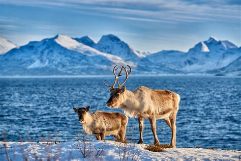 Travel4pictures Reindeer Norway 2 2016