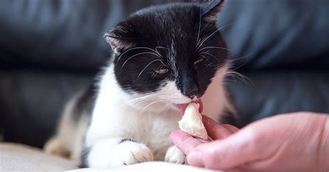 Can Cats Eat Cheese Yes But Do They Need It — Pumpkin