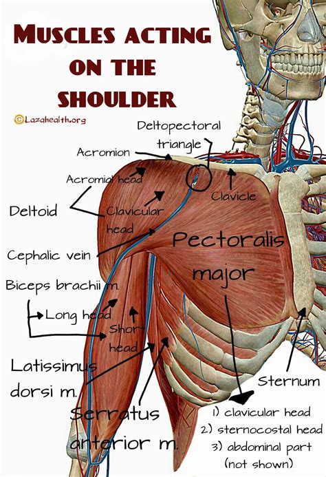 The Doctors Notebook Muscles Acting On The Shoulders