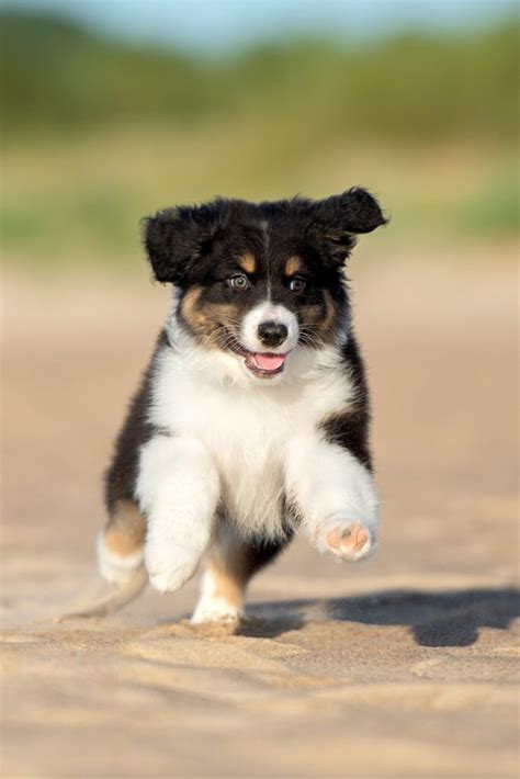 Australian Shepherd Puppies 25 Cute And Cuddly Pups Talk To Dogs