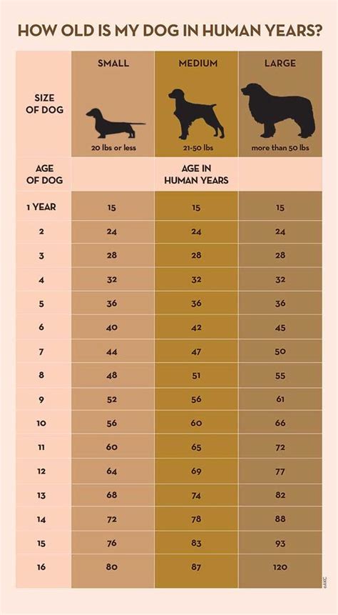 That's 153 in cat years! How to Calculate Dog Years to Human Years | Pinterest ...