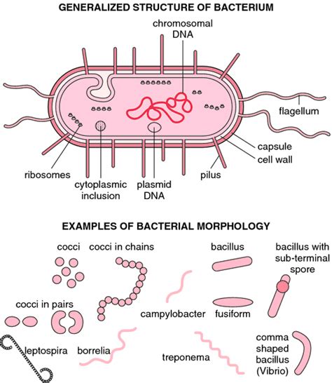 Bacteria Cell Structure Medical Laboratories