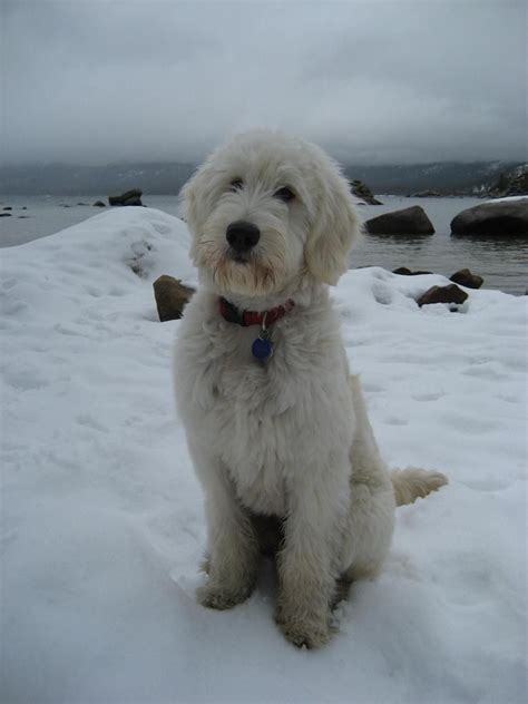 The area under their tail, including their belly area should be cut short for hygienic purposes. Handsome Dug in Tahoe. He's an F1 Teddy Bear Goldendoodle | Goldendoodle, Labradoodle ...