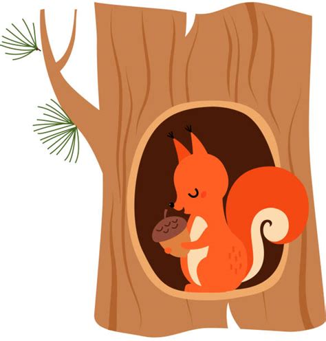 Do Squirrels Hibernate Illustrations Royalty Free Vector Graphics