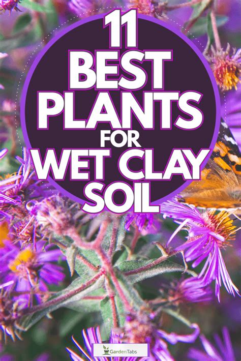 11 Best Plants For Wet Clay Soil