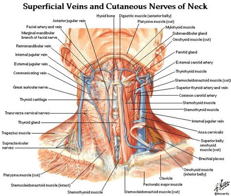 Normal canine head and neck lymph nodes have been described as being homogeneous and hypointense. 52 best images about HEAD & NECK on Pinterest | Head and ...