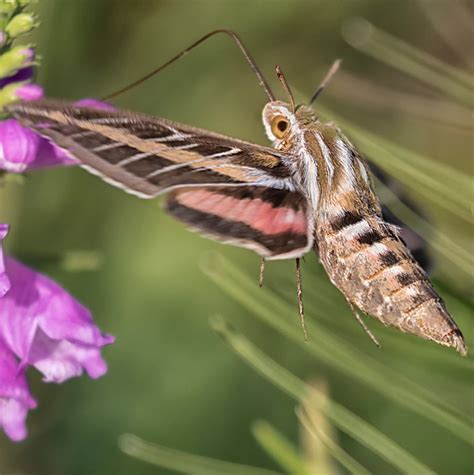 25 common moths in indiana 2024 bird watching hq