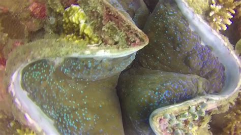 Giant Clams At Anilao Biggest Shells In The World Youtube