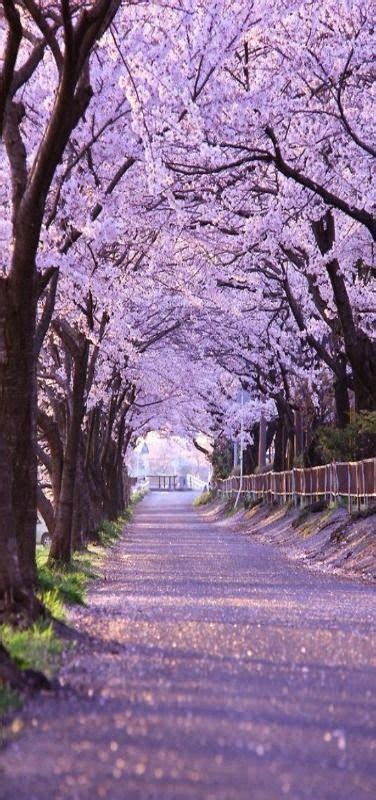 Cherry Blossoms Kyoto Japan Nature Beautiful Nature Landscape