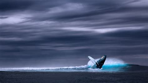 Humpback Whale Wallpaper 62 Pictures