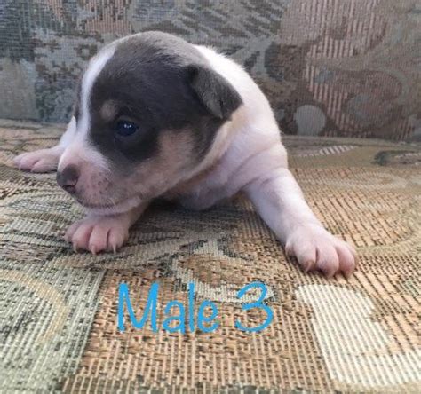 Scottish terrier puppies available to select homes. Rat Terrier puppy for sale + 43872 | Rat terrier puppies ...