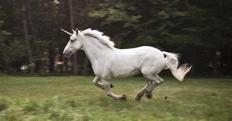 Real Unicorns Existed And They Were Terrifying