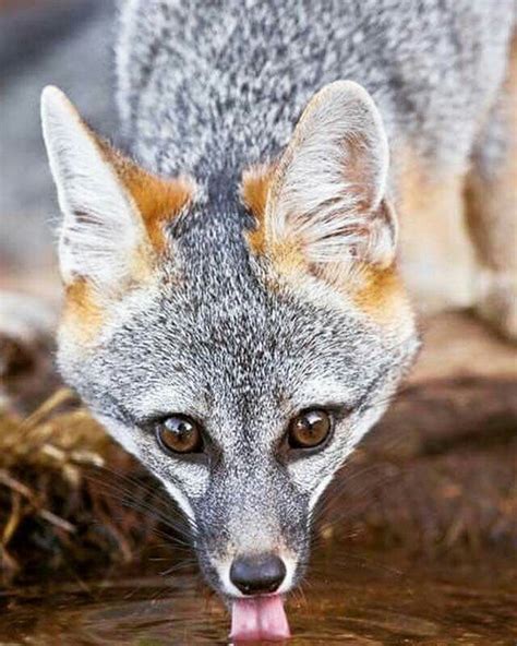 Gray Fox Animals Wild Animals Beautiful Grey Fox