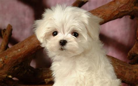Lovely Little White Fluffy Puppy 25 Hd Wallpaper Peakpx