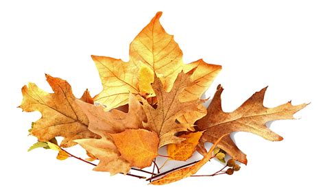 Autumn Leaves Pile Download Free Png Png Play