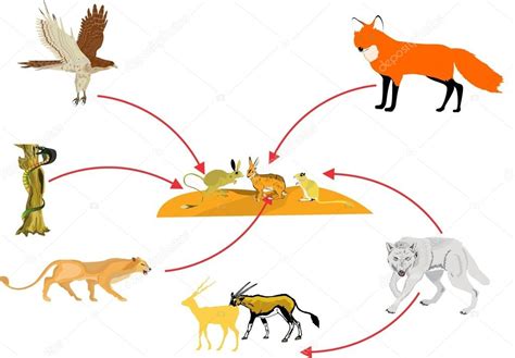 Food Chain Clipart Free Download On Clipartmag