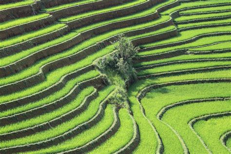 Terraced Rice Paddy Field Landscape Of Northern Vietnam Flickr