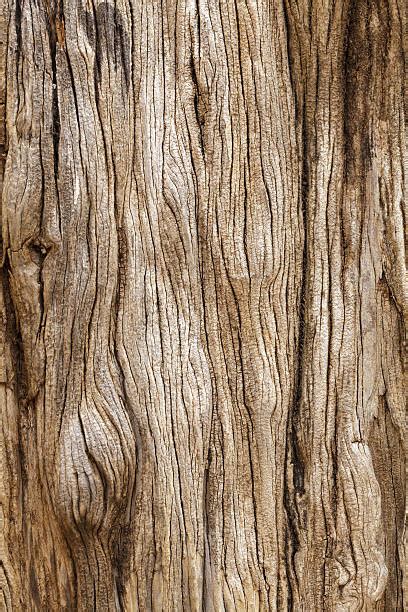 Tree Trunk Texture Stock Photos Pictures And Royalty Free Images Istock