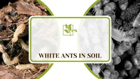 White Ants In Soil Reasons And Ways To Remove Them