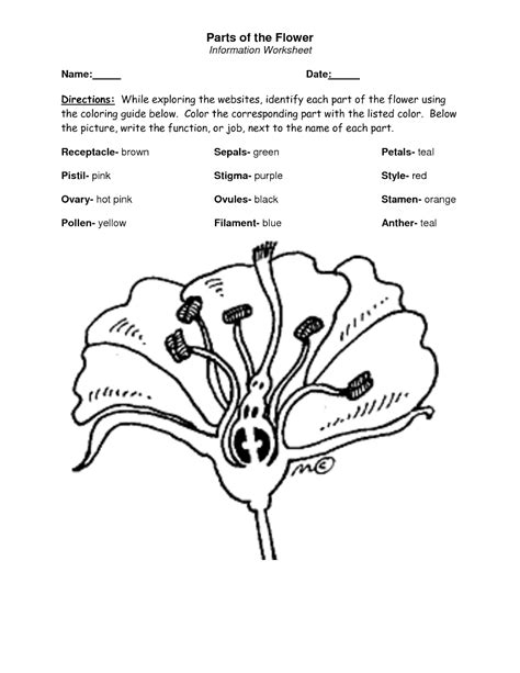 Printable Parts Of A Flower Coloring Pages Top Coloring Pages Images