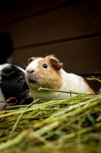 Hairy Cavia Porcellus Has A Slightly Open Mouth And Looks At Its