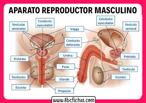 Aparato Reproductor Masculino Anatomia Aparatos Del Cuerpo Humano My