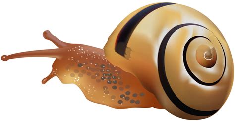 Snail Transparent Isolated Background Png Mart