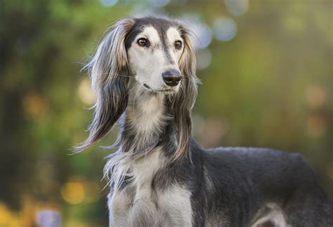 Saluki Persian Greyhound Gazelle Dog A Breed Of Greyhound Dogs Stock