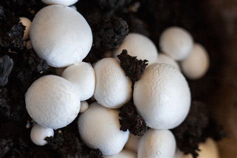 10 Best Mushroom Growing Kits For A Never Ending Supply