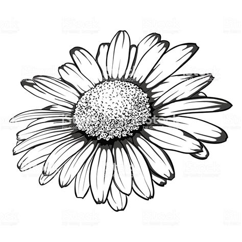 Beautiful Monochrome Black And White Daisy Flower Isolated For