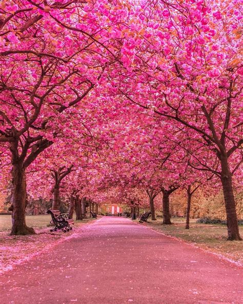 Beautiful Cherry Blossom At Greenwich Park London Beautiful Nature Beautiful Landscapes