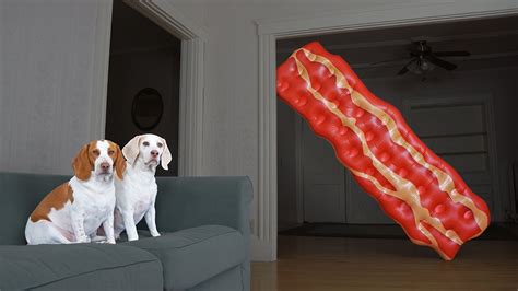 Dogs Vs Talking Bacon Prank Funny Dogs Maymo And Potpie Vs Giant Bacon