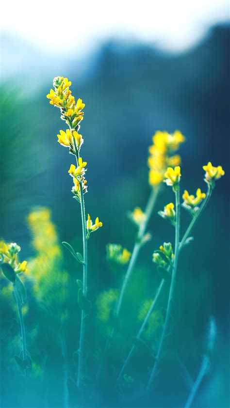 Yellow Flowers Blur