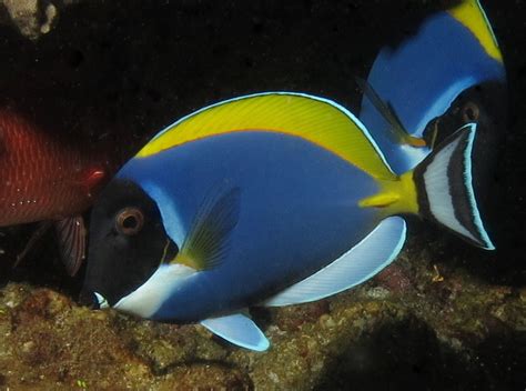 Powder Blue Tang Databasefish
