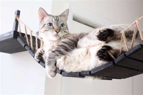You Can Now Get A Hanging Indiana Jones Rope Bridge For Your Cat To