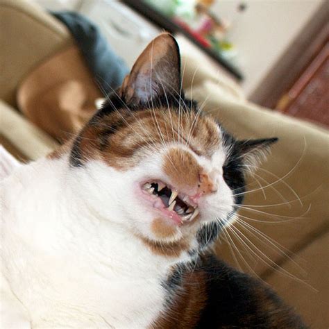 14 Hilarious Pictures Of Cats Caught In Mid Sneeze Viral Cats Blog